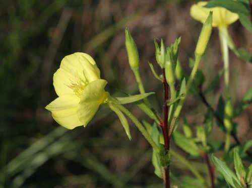 Oenothera fruticosa #1
